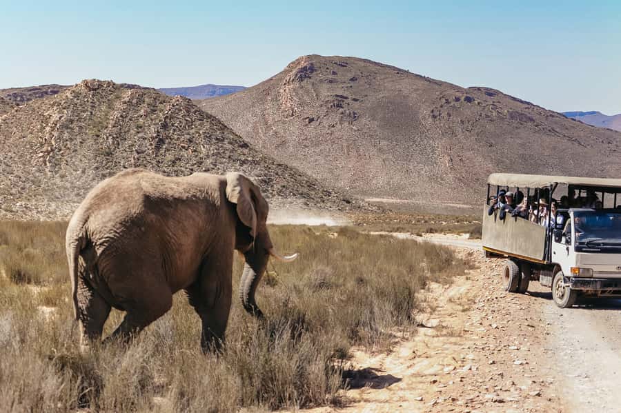 From Cape Town: Big Five Game Reserve with Lunch - Birding up to 172 species, including the black eagle