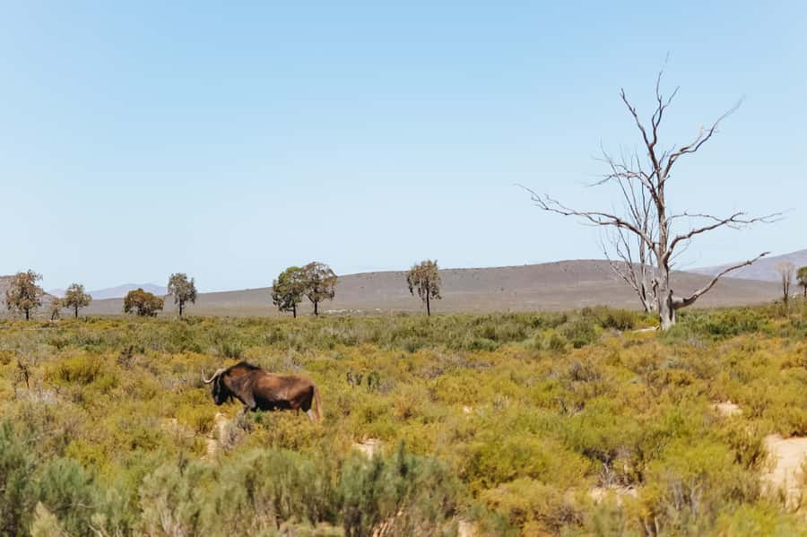From Cape Town: Big Five Game Reserve with Lunch - Price check for a $236, 9-hour Big Five day