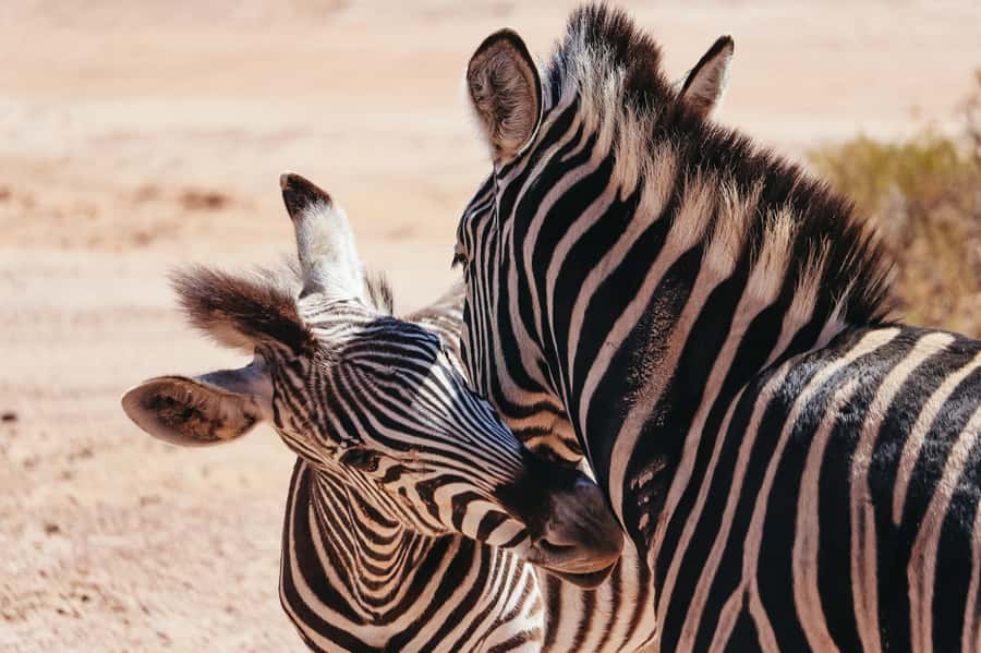 From Cape Town: Big Five Game Reserve with Lunch - Cape Town pickup and the road to the reserve via the N1