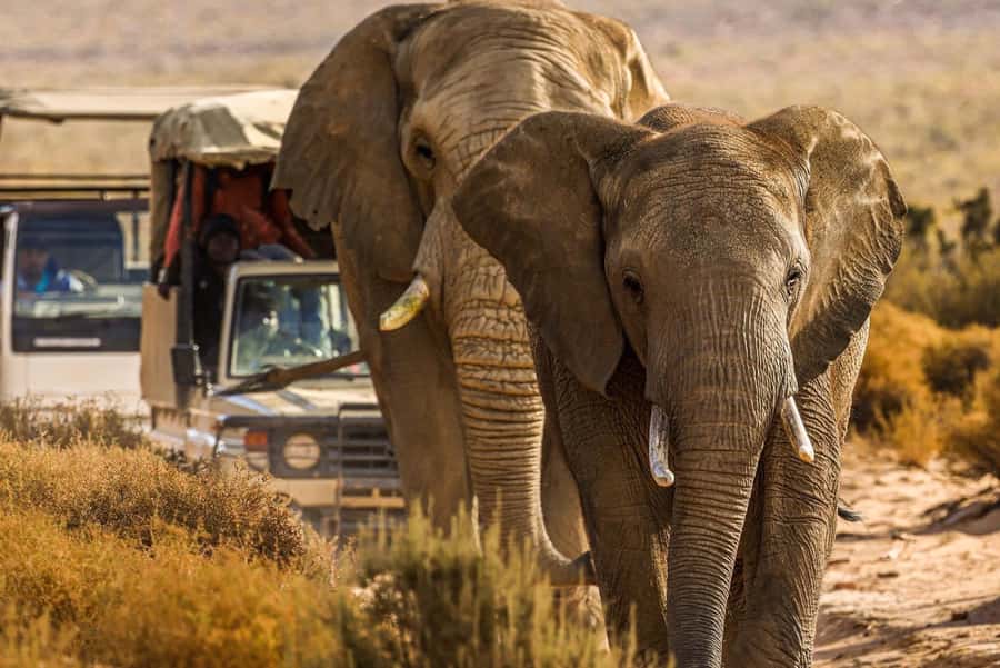 From Cape Town: Big Five Safari Experience with Lunch - Key highlights to know before you go