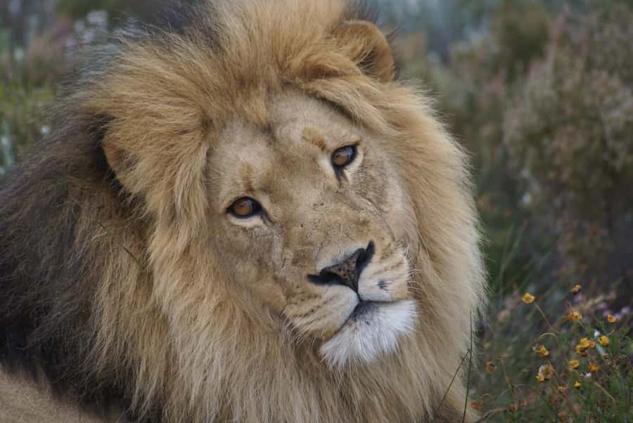 From Cape Town: Big Five Safari Experience with Lunch - Pickup at 8:50, Then Straight Into Safari Mode