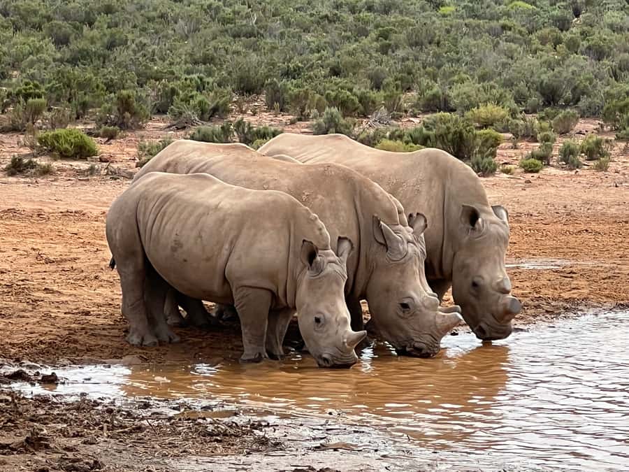 From Cape Town: Big Five Safari Experience with Lunch - The Truck Time That Actually Matters, 2.5 to 3 Hours With Rangers