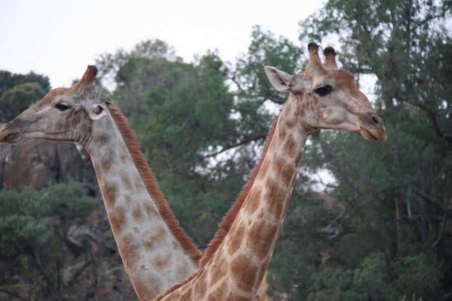 From Cape Town: Big Five Safari Experience with Lunch - Guide Energy Makes or Breaks the Day, Collen and Dudu as Examples