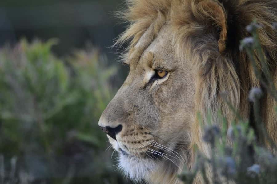 From Cape Town: Big Five Safari Experience with Lunch - What to Bring for a 9-Hour Safari Day