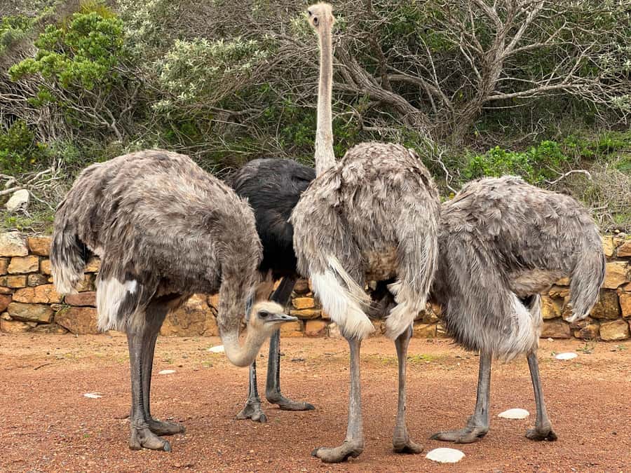 From Cape Town: Big Five Safari Experience with Lunch - Big Five Expectations, What “Best Educational Safari” Really Means