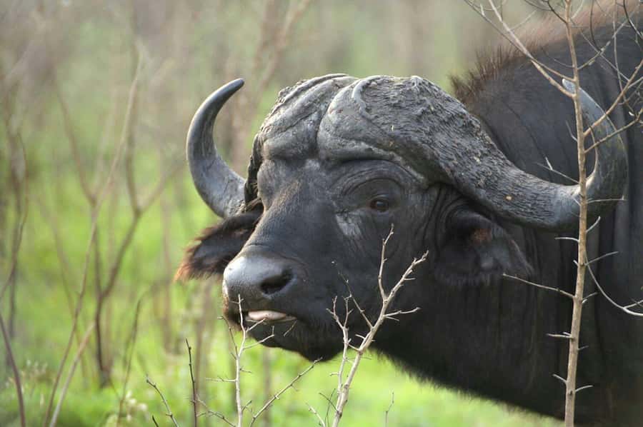 From Cape Town: Big Five Safari Experience with Lunch - A Private Reserve Close to Cape Town, Big Five Focus
