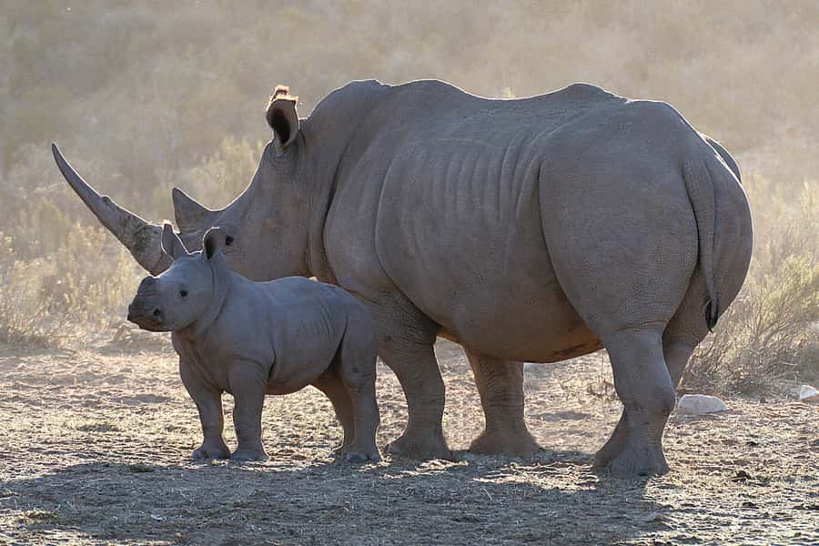 From Cape Town: Big Five Sunset Safari incl. Transportation - Afternoon Arrival in the Karoo: Welcome Drinks and Letting the Heat Pass