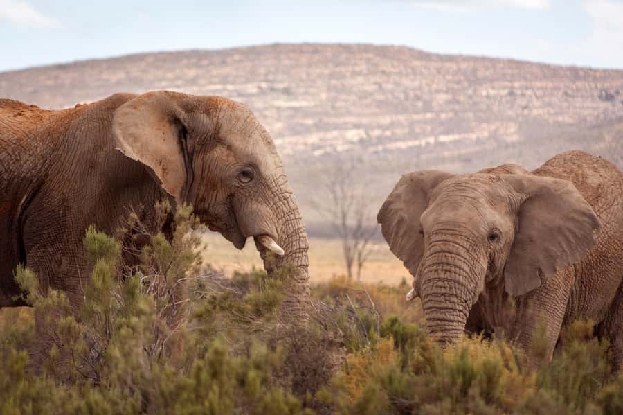 From Cape Town: Big Five Sunset Safari incl. Transportation - The 2-3 Hour Big Five Game Drive: What You Should Actually Watch For