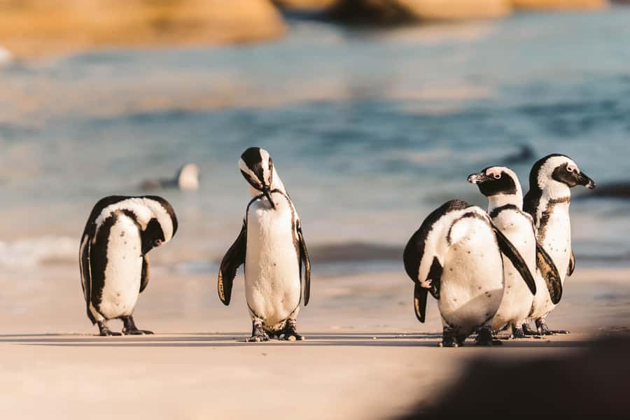 From Cape Town: Cape Agulhas, Penguins, Wine Tasting Tour - A long, scenic Cape Town day to the Southernmost tip