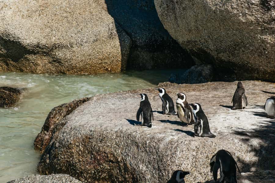 From Cape Town: Cape Peninsula & Boulders Penguin Beach Tour - Key takeaways