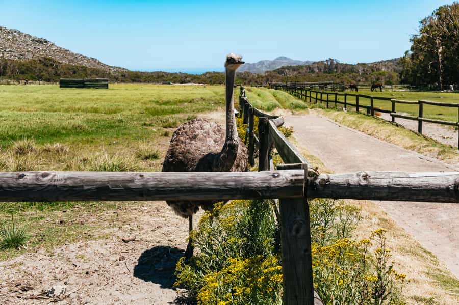 From Cape Town: Cape Peninsula & Boulders Penguin Beach Tour - Hout Bay and the option for Seal Island