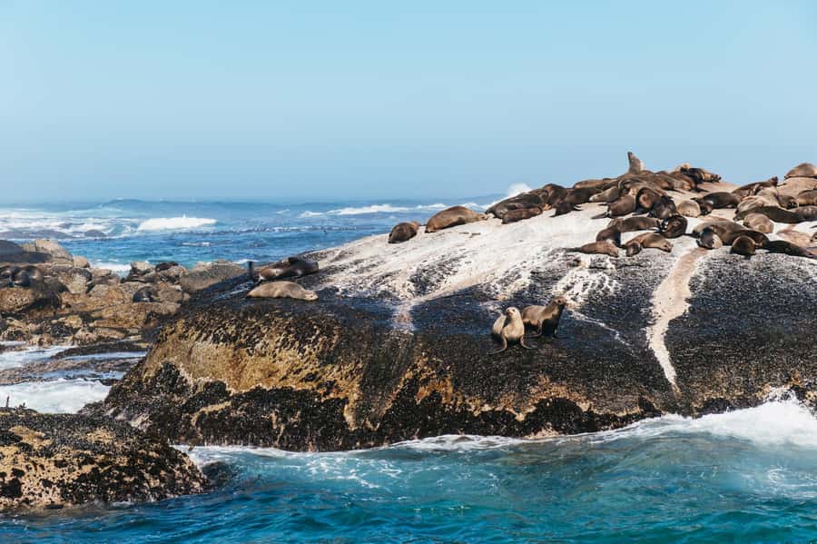 From Cape Town: Cape Peninsula & Boulders Penguin Beach Tour - Simon’s Town and Boulders Beach penguins up close