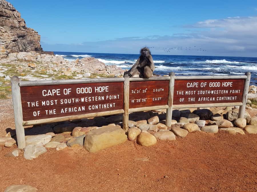 From Cape Town: Cape Point and Boulders Beach Full-Day Tour - Boulders Beach penguins: boardwalk viewing done right