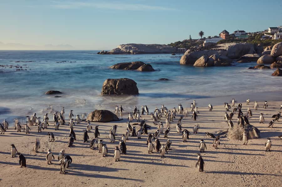 From Cape Town: Cape Point and Boulders Beach Full-Day Tour - Timing, “full day” reality, and how to make it feel relaxed