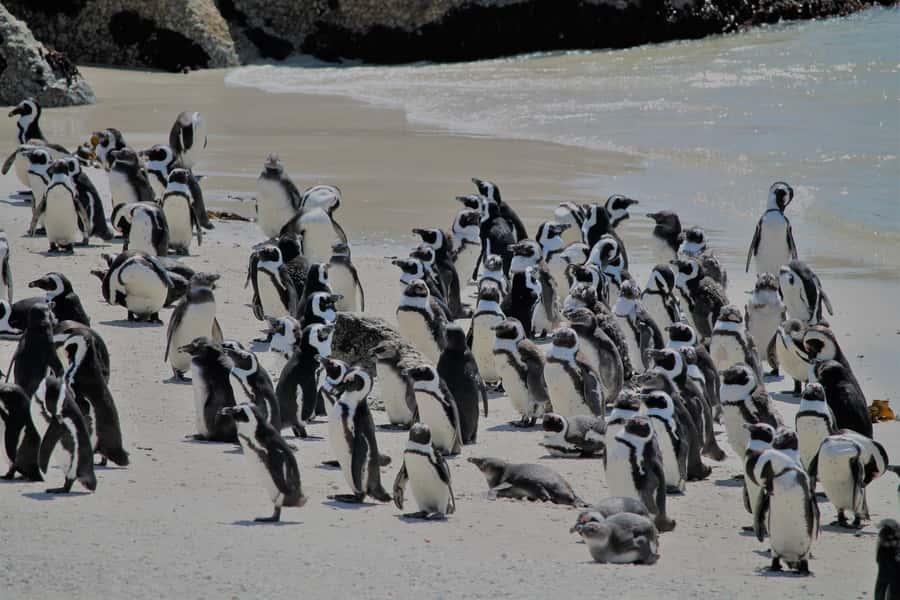 From Cape Town: Cape Point and Boulders Beach Half-Day Tour - A Half-Day Cape Peninsula Route That Actually Fits Your Schedule