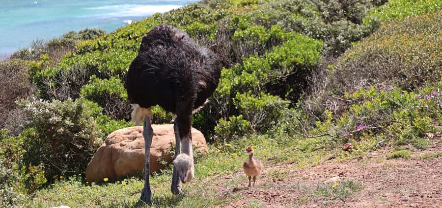 From Cape Town: Cape Point and Boulders Beach Half-Day Tour - Boulders Beach and the African Penguins: What You’ll Really Be Watching