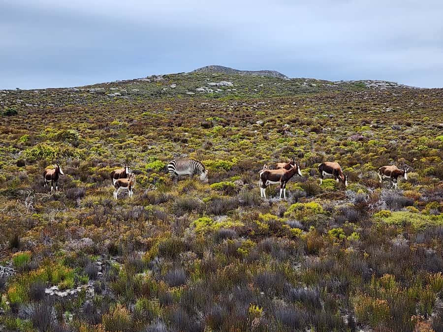 From Cape Town: Cape Point and Boulders Beach Half-Day Tour - Cape of Good Hope Nature Reserve: The Short Stop With Big Boundary Energy