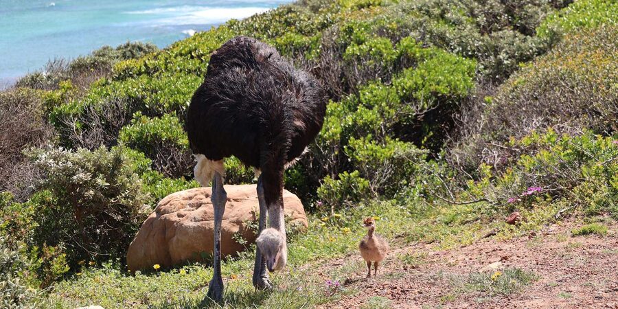 From Cape Town: Cape Point and Boulders Beach Half-Day Tour - Price and Value: The $40 Base Plus What to Budget On-Site