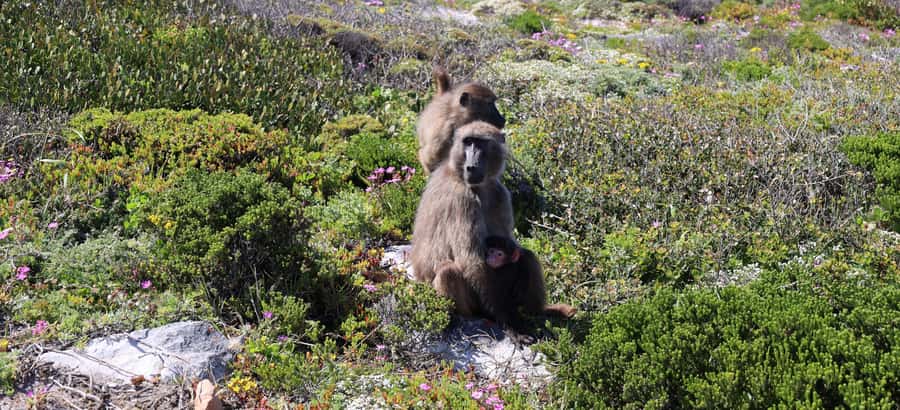 From Cape Town: Cape Point & Boulders Beach Full-Day Tour - Camps Bay Views and Chapman’s Peak Photo Stops