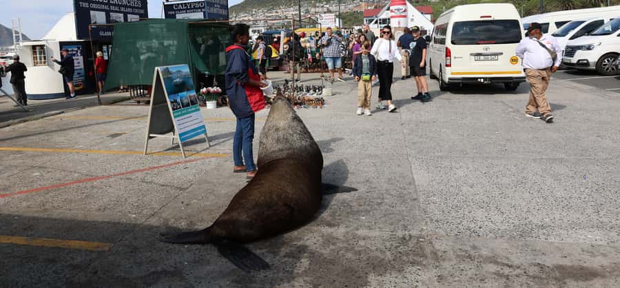 From Cape Town: Cape Point & Boulders Beach Full-Day Tour - Cape Point Lighthouse: Funicular Ride or a Short Walk Up