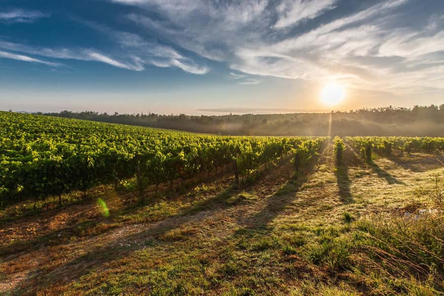 From Cape Town: Cape Winelands Full-Day Private Tour - Fairview Wine and Cheese: a practical way to bring flavors home