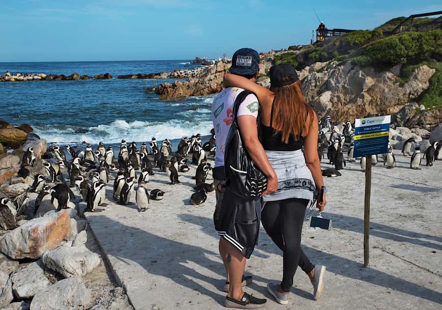 From Cape Town: Full-Day Cape Agulhas Private Tour - Stony Point penguins: close wildlife without the chaos