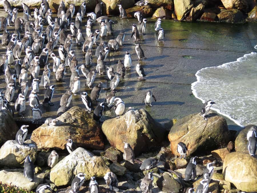 From Cape Town: Full-Day Cape Agulhas Private Tour - Hermanus Hemel-en-Aarde wine tasting and lunch that actually fits the day
