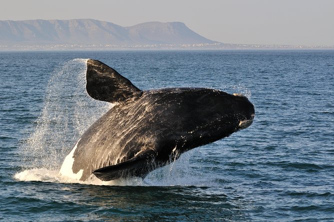 From Cape Town: Full Day Guided Hermanus and Whale Tour - Key highlights you will feel during the day