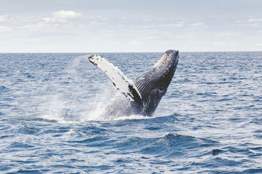 From Cape Town: Full-Day Hermanus Whale Watching Tour - Southern Right Whales in Hermanus, and why this trip fits