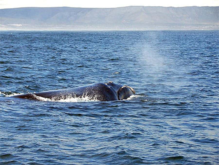 From Cape Town: Full-Day Hermanus Whale Watching Tour - Harold Porter Botanical Gardens: photo stops with a brain attached