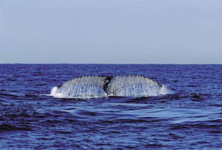 From Cape Town: Full-Day Hermanus Whale Watching Tour - Price, and whether $120 feels like value