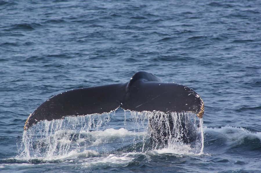 From Cape Town: Full-Day Hermanus Whale Watching Tour - Weather reality: what to do if whales or boats do not cooperate