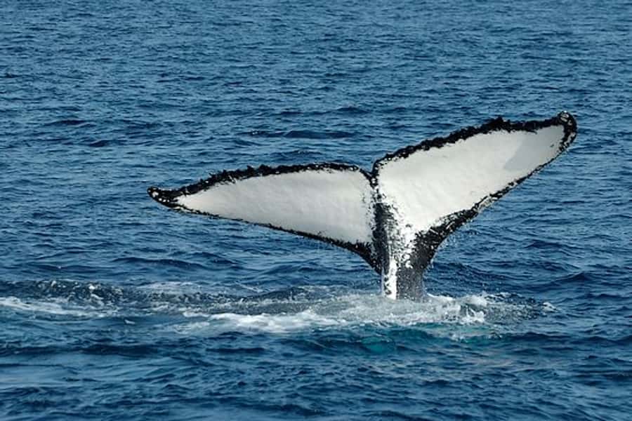 From Cape Town: Full Day Hermanus Whale Watching Tour - From Cape Town Pickup to Betty’s Bay Photo Pause