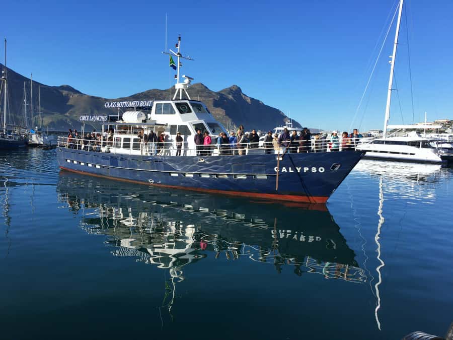 From Cape Town: Glass-Bottom Boat Seal Watching Tour - Duiker Island Seal Watching: What the About 10 Minutes Really Means