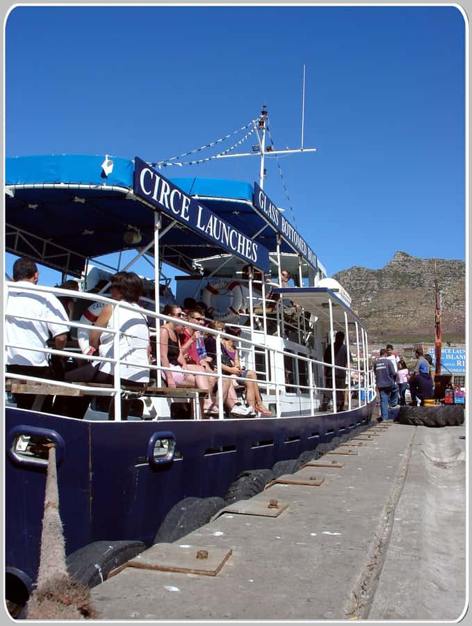 From Cape Town: Glass-Bottom Boat Seal Watching Tour - What Else You Might See on the Way Back: Dolphins, Whales, Sunfish