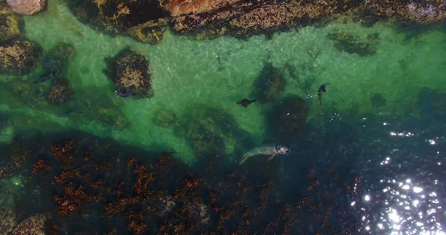 From Cape Town: Glass-Bottom Boat Seal Watching Tour - Best Fit: Who Should Book This Seal Island Cruise?