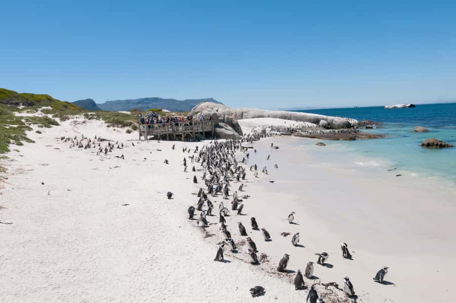 From Cape Town: Half Day Cape Point & Penguins Tour - Cape Point Nature Reserve: where wildlife is the point