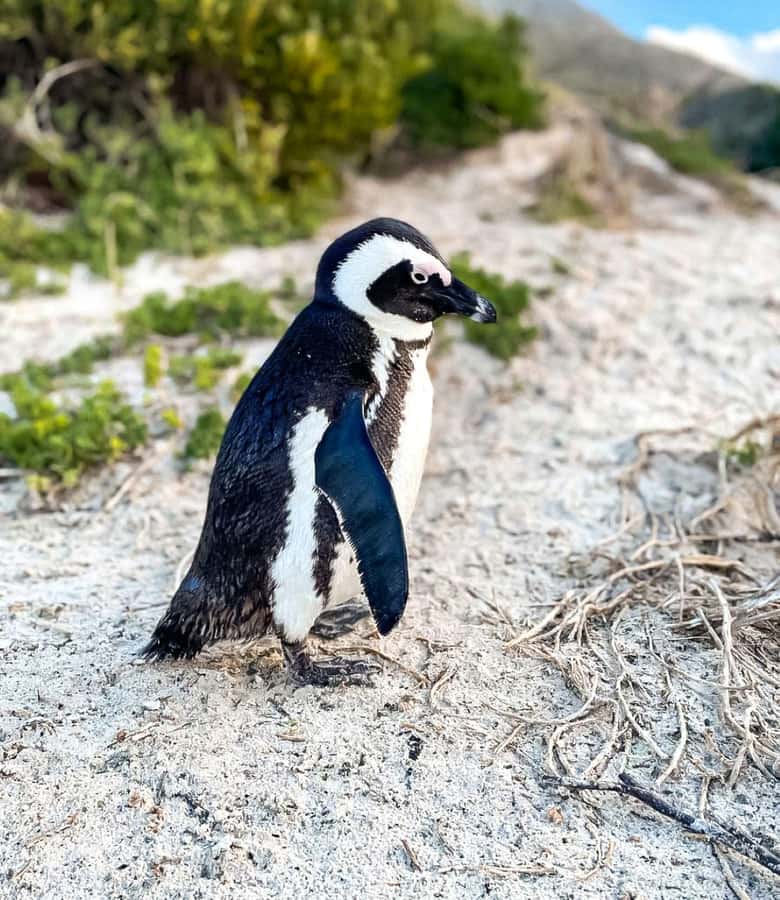 From Cape Town: Half Day Cape Point & Penguins Tour - Cape Point lighthouse area: 30 minutes that can be worth it
