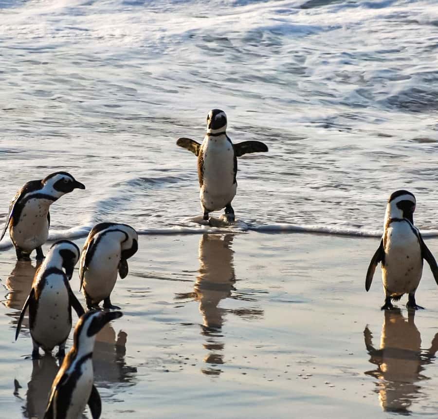 From Cape Town: Half Day Cape Point & Penguins Tour - Simon’s Town and Fish Hoek on the return route