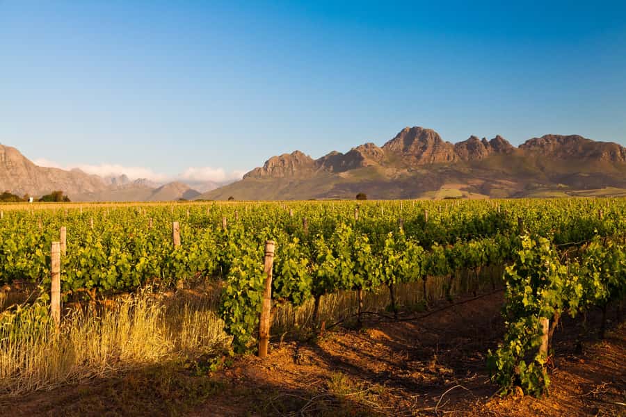 From Cape Town: Half Day Winelands Tour with winetasting - Cape Winelands wine tasting: crisp whites and French-style reds