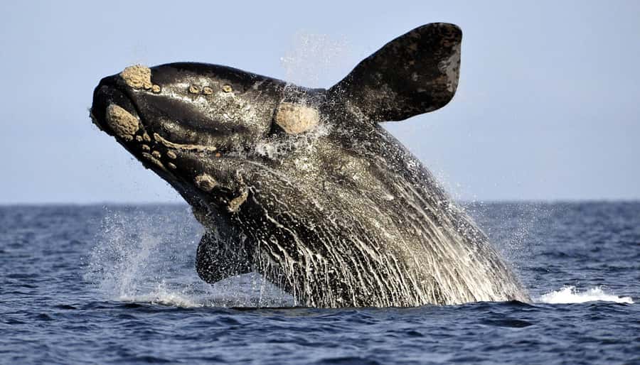 From Cape Town: Hermanus Whale Watching Boat Trip - Cape Town pickup timing, drive time, and why the early start matters