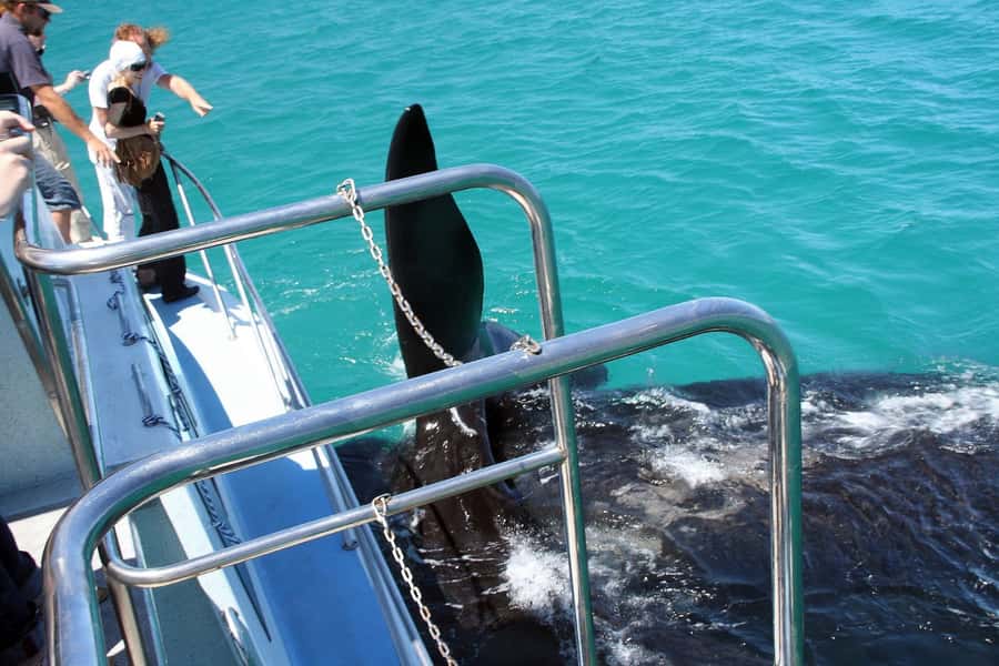 From Cape Town: Hermanus Whale Watching Boat Trip - Species highlights: what you can realistically hope to see