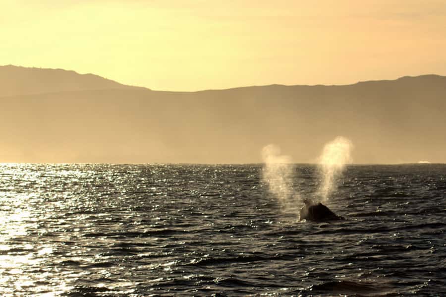 From Cape Town: Hermanus Whale Watching Boat Trip - Drinks, snacks, and the lunch timing you should plan around