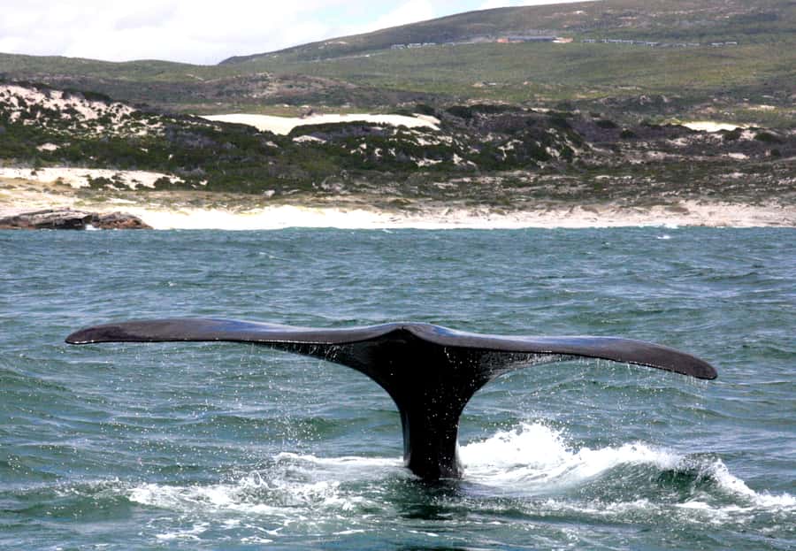 From Cape Town: Hermanus Whale Watching Boat Trip - Weather, sea conditions, and how to handle motion sickness