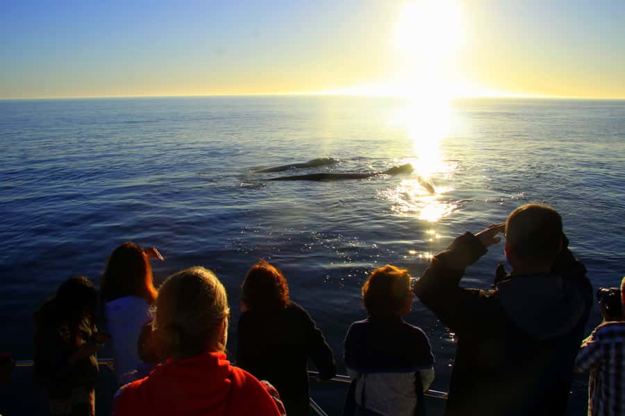 From Cape Town: Hermanus Whale Watching Boat Trip - Value check: is $221 per person worth a 7-hour whale day?