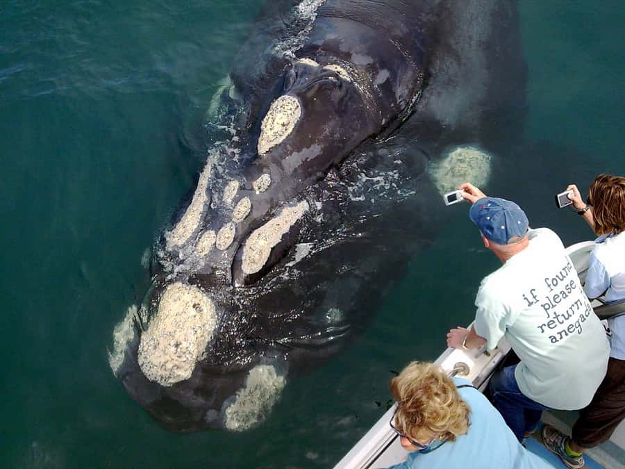 From Cape Town: Hermanus Whale Watching Boat Trip - Gansbaai harbor boarding: the working harbor feel before the open sea