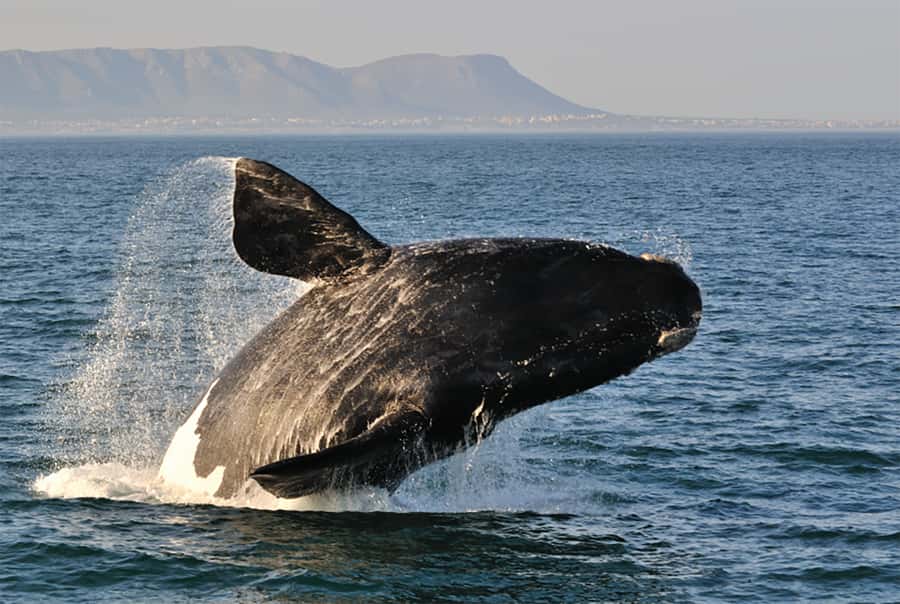 From Cape Town: Hermanus Whale Watching Full Day Tour - Key things to know before you go