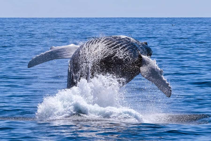 From Cape Town: Hermanus Whale Watching Full Day Tour - Rotary Way Lookout Point: the panoramic photo stop that makes the drive worth it