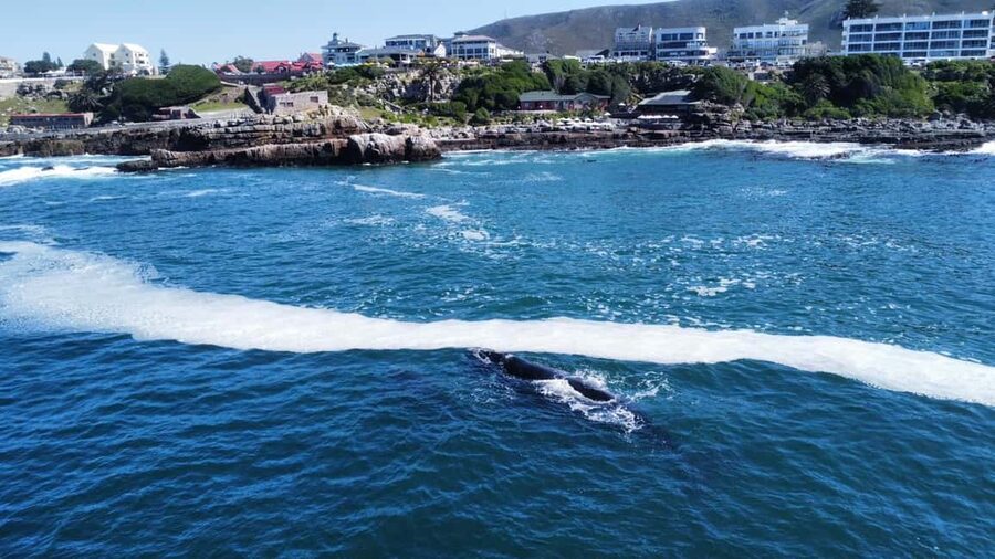 From Cape Town: Hermanus Whale Watching Tour with Boat Trip - Key points worth knowing before you go