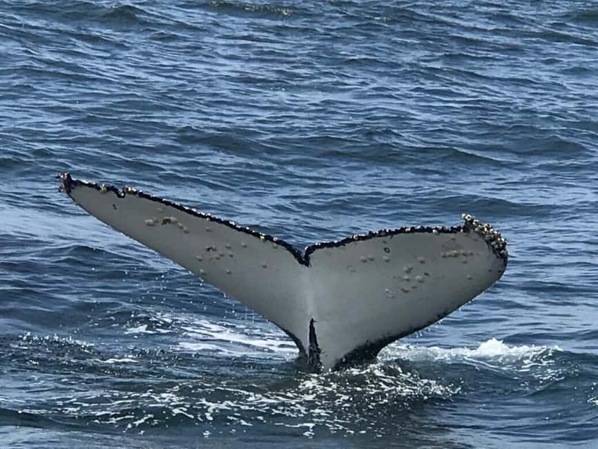 From Cape Town: Hermanus Whale Watching Tour with Boat Trip - Why Hermanus is the whale stop you actually plan around